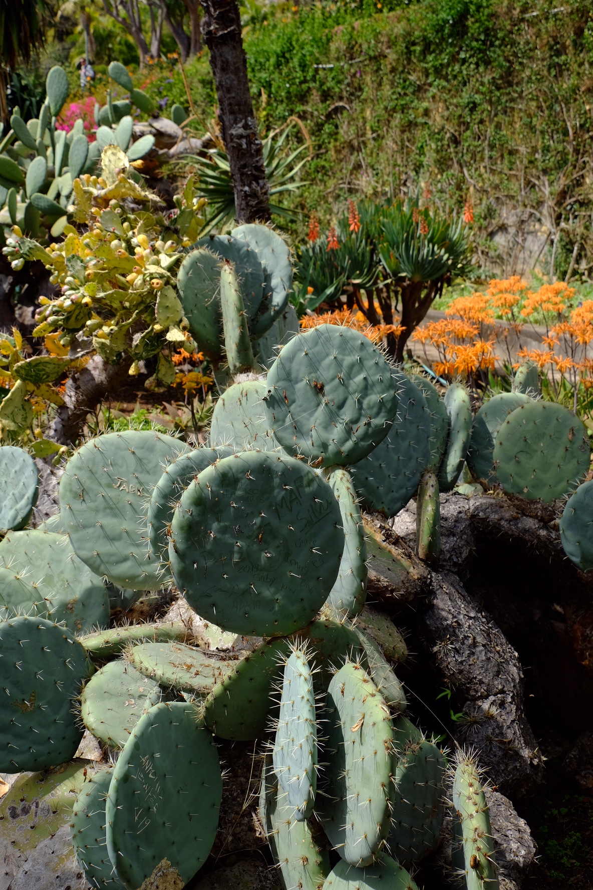 95bffc64-cbcc-4628-805d-24d10ba06cad-53362-000021ba7cb2f960