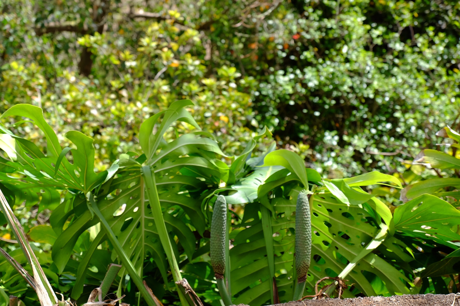 d7c23e15-604f-4f04-92cf-f65091f83bd6-53362-000021bb1351ec7d