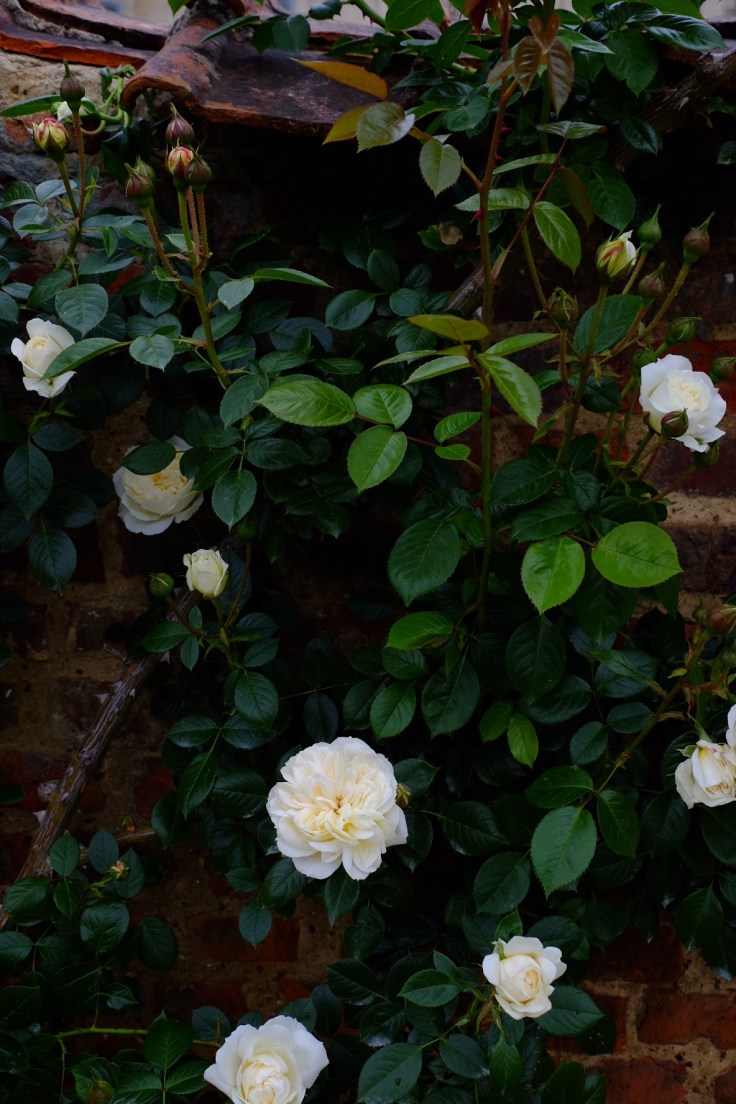 1313c7ad-93df-45d7-9959-caefe17c5754-24987-000011fe1d1998f0