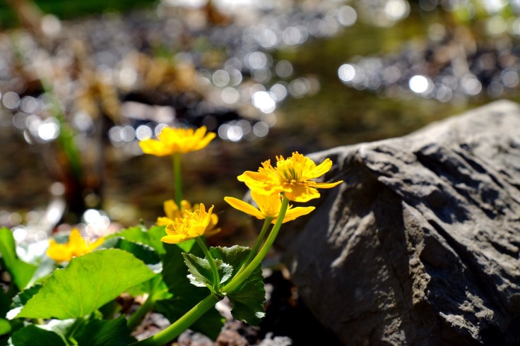 5e40f61b-e52f-443f-b9f8-5c182920fb5f-28719-000036405c3247f4